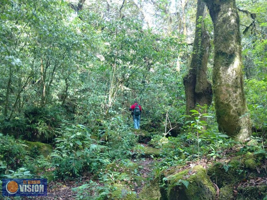 Científicos exigen políticas públicas específicas para proteger el bosque mesófilo de montaña