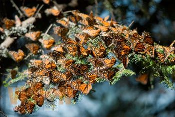 Listos los Santuarios de la Mariposa Monarca para recibir al turismo