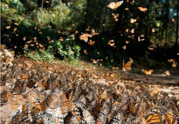  11.5 millones invirtió Sector para esta temporada en  el “País de la Monarca”  