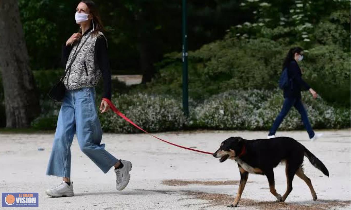 Perritos se contagian de COVID en México; gobierno confirma tres casos