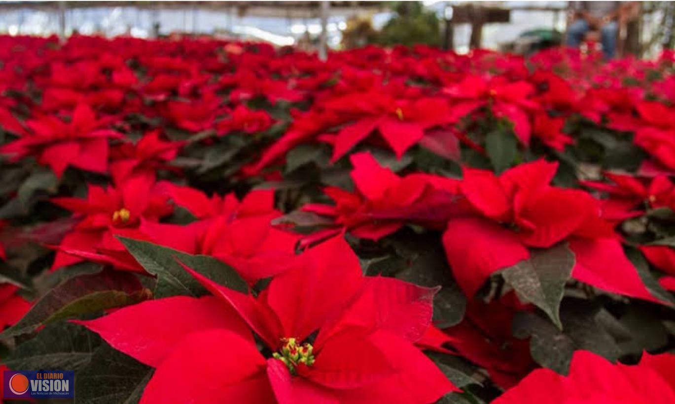 Zitácuaro, mayor productor de Nochebuena del país