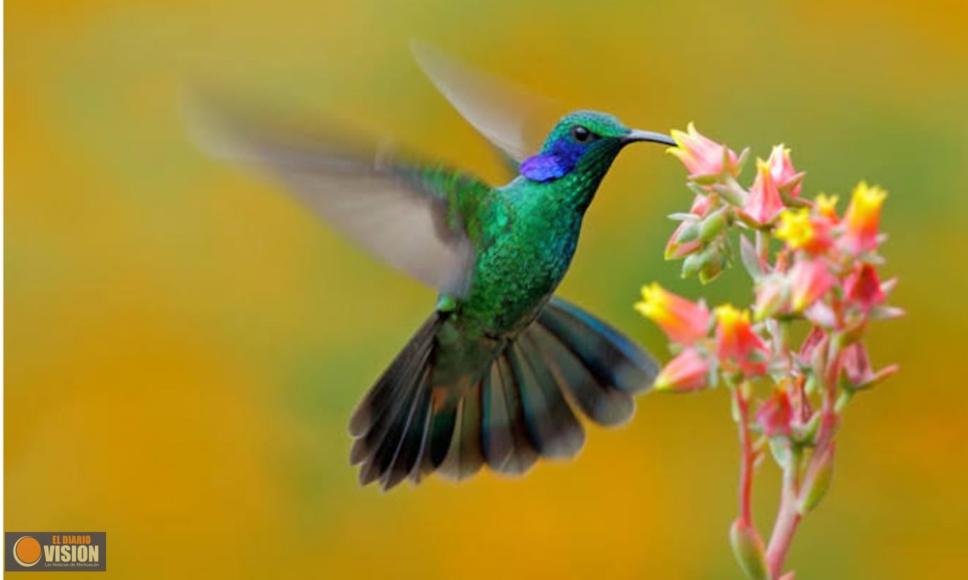 Colibríes: despliegue de color y belleza en asombrosas danzas aéreas