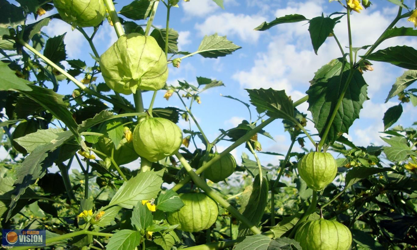 Michoacán produce cerca de 45 mil toneladas de tomate 