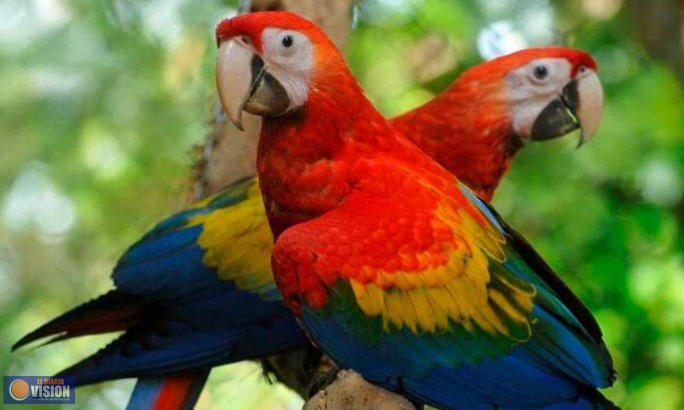 Guacamaya roja, especie altamente vulnerable 