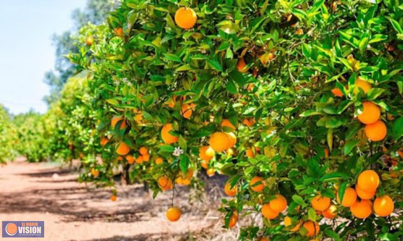 Se producen en Michoacán casi 3 mil toneladas de naranja 