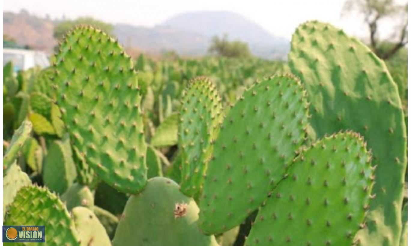 Michoacán se coloca como el 5° productor nacional de nopal