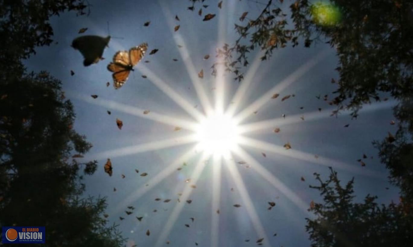 Investigadores de la UMSNH realizan acciones para conservación de los bosques de la mariposa monarca