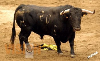 Michoacán sede de la LXXIX Asamblea Nacional de Criadores de Toros de Lidia