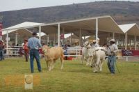 Concurso de Ganadería en la Expo Feria