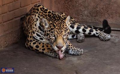 Pareja de jaguares llega al Zoo de Morelia con fines reproductivos