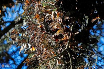 Visita la Mariposa Monarca antes de que emprenda el vuelo de regreso