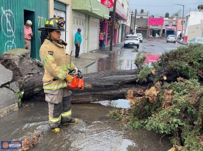 Atiende gobierno de Morelia de manera inmediata, caída de árbol en la calle Manuel Tolsa