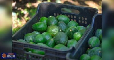 Michoacán produce el 75 % del aguacate mexicano: Sader