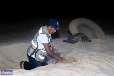 Visitarás los campamentos tortugueros? Sigue estas recomendaciones de Compesca