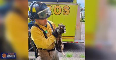 Rescata Bomberos Morelia, gatito en un espectacular