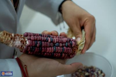 Maíz transgénico y soberanía biocultural y agroalimentaria, tema del Festival del maíz en la UMSNH